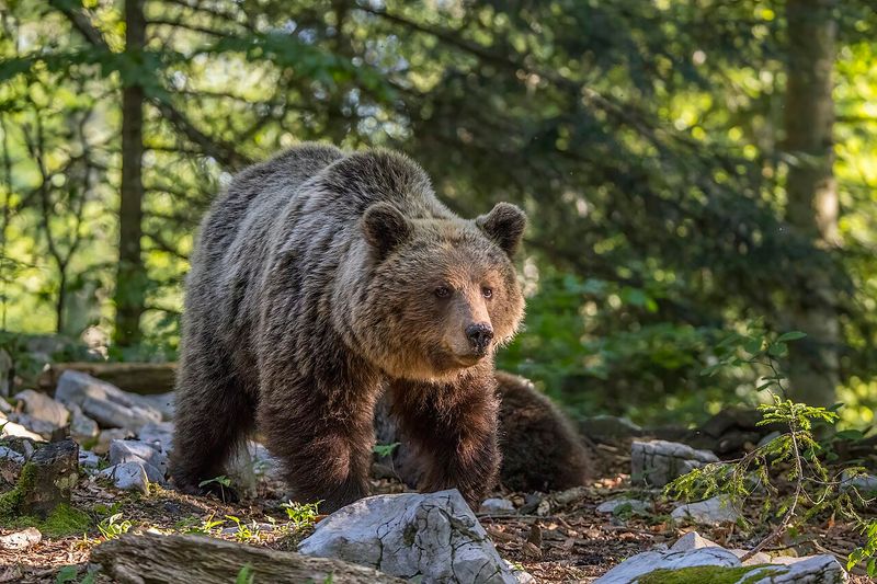 Urs brun (Ursus arctos)